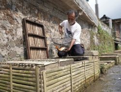 Manfaatkan Aliran Sungai untuk Budidaya Ikan