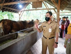 Dispertan Keluarkan SE Hewan Kurban
