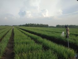 Kemarau Basah, Petani Dinilai Cerdas Pilih Tanaman