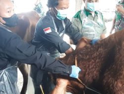 Berlakukan SKKH untuk Hewan Kurban