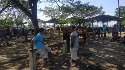 Jatah Vaksin PMK Dinilai Kurang