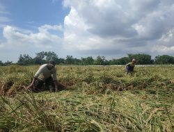 Pendaftar Asuransi Tani Baru 19 Hekatre