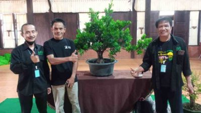 Potensi Ekonomi Bonsai Dinilai Menjanjikan