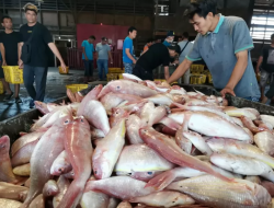 Tingkatkan Konsumsi Ikan melalui Diversifikasi Olahan