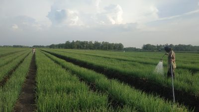 Antisipasi Gagal Panen, Diperlukan Rekayasa Budidaya