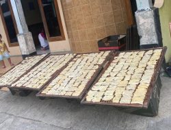 Menengok Produksi Salai Pisang Rossa yang Tembus Pasar Internasional bersama Mahasiswa KKN UIN Walisongo