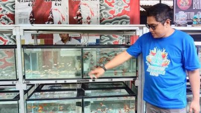 Kontes Ikan Hias, Kembangkan Hobi Bernilai Ekonomi