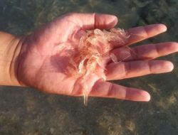 Gagalkan Penyelundupan 300 Ribu Benih Lobster
