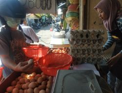 Populasi Ayam Berkurang Pemicu Kenaikan Harga Telur