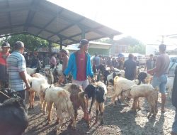 Kambing dan Domba Jadi Pilihan Peternak