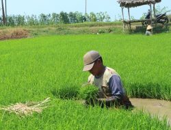 Investasi Pertanian di Pati Masih belum Disepakati