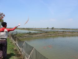 Kuatkan Potensi Lokal, Genjot Penjualan Nila Salin