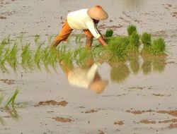 El Nino Picu Turunnya Target Pertumbuhan Pertanian 2023