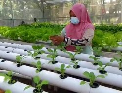 Belajar Budidaya Sayuran Hidroponik dari Youtube