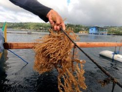 KKP Kawal Ekspor Perdana 52,4 Ton Rumput Laut