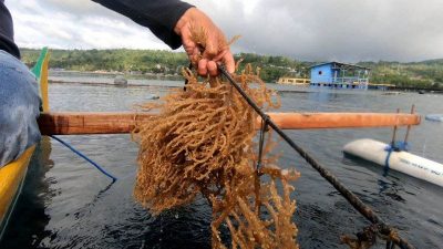 KKP Kawal Ekspor Perdana 52,4 Ton Rumput Laut