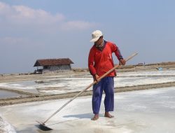 Petani Garam Baru Produksi September