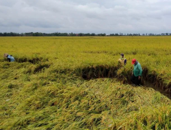 Imbas Kenaikan Harga BBM, Petani Keluhkan Biaya Produksi
