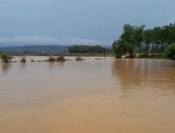 Dispertan Belum Tahu Kerugian Dampak Banjir di Pati