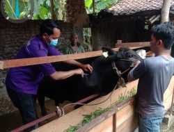 Ditemukan Kasus LSD di Jateng, Disnakkeswan Distribusikan 24 Ribu Vaksin