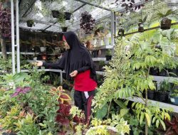 SMP 1 Dawe Upayakan Kemajuan Prima Nursery