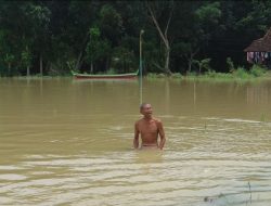 Ratusan Hektare Sawah di Pati Dinyatakan Puso