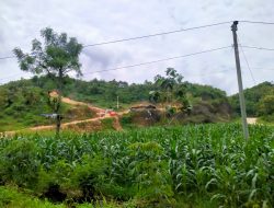 Tanaman Semusim di Pegunungan Kendeng Jadi Sorotan