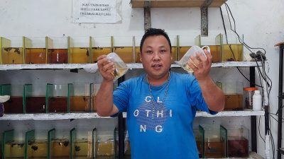 Hobi Pelihara Cupang sejak Kecil, Rudy Cetak Juara Kontes Nasional hingga Internasional