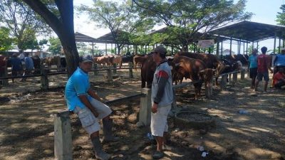 Vaksinasi PMK di Pati Sudah Berjalan 60 Persen