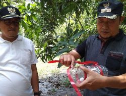 Desa Penggarit Kembangkan Perangkap Hama