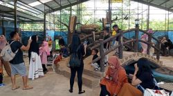 mengunjungi wisata Semarang Zoo di momen Lebaran