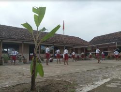 Warga Prihatin SDN 02 Dukuhseti Ditanami Pisang Lagi