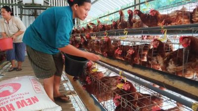 Harga Telur di Jepara Meroket Tembus Rp 31 Ribu Perkilo