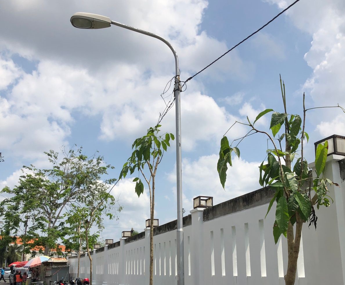Pohon tabebuya dan pule yang ditanam di Jalan Pemuda, Kec. Semarang Tengah