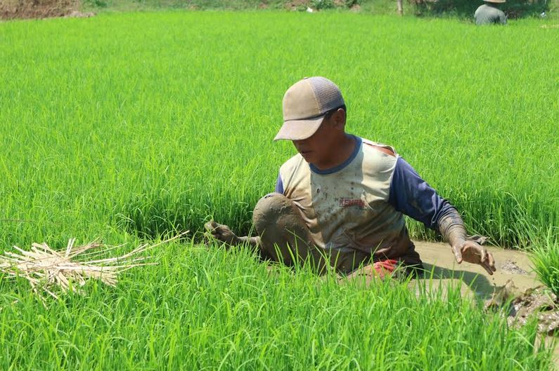 petani di Kabupaten Pati sedang mencabut bibit padi