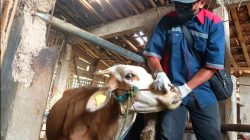 vaksinasi hewan ternak di Dukuh Bringin Desa Sambirejo