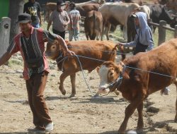 Pemkot Yogyakarta: Kebutuhan Hewan Kurban Dipasok dari Luar Daerah