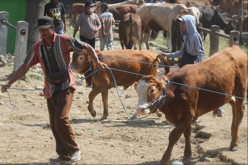 Pedagang menggiring sapi menuju kendaraan angkut di Pasar Hewan Kandangan