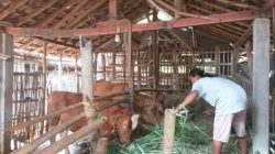 peternak di Desa Sambirejo Kecamatan Tlogowungu Kabupaten Pati