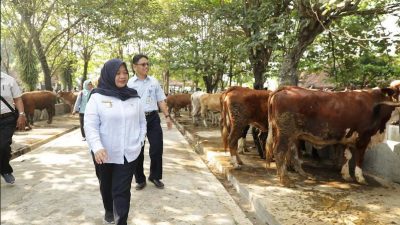 Bupati Sleman Minta Masyarakat Kelola Limbah Hewan Kurban