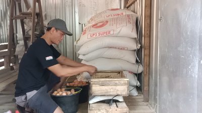 peternak telur ayam dari Pakis Aji