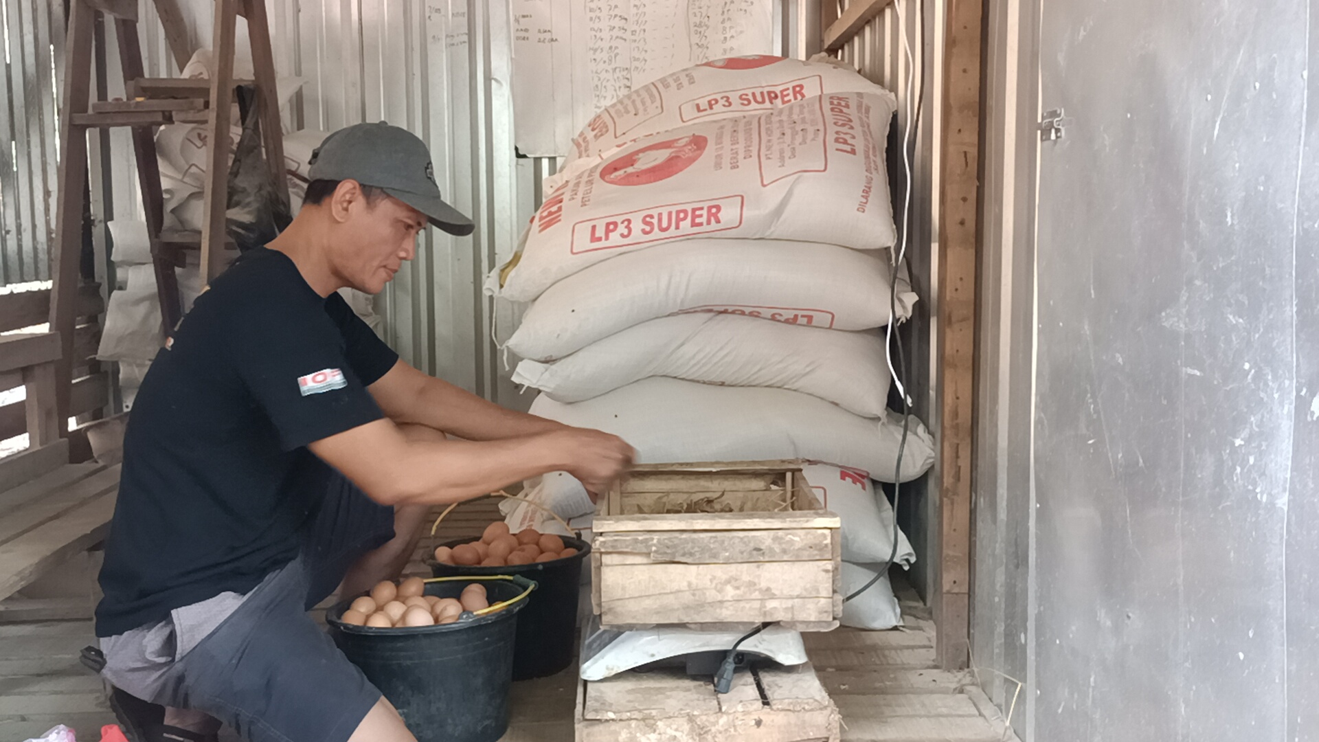 peternak telur ayam dari Pakis Aji
