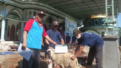 penyembelihan hewan kurban di depan Halaman Masjid Baiturrahman Dukuh Tapen Desa Tawangharjo