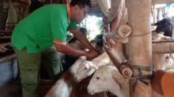 petugas dinas pertanian dan pangan (Dispertan) Kudus sedang memberikan vaksin ke ternak warga