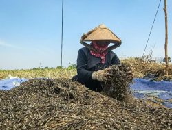 Petani Masih Untung di Musim Kemarau