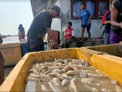 Akibat Overfishing, Nelayan Sulit Cari Ikan