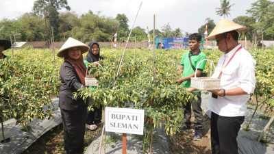 Terdampak El Nino, Produksi Cabai Turun Ribuan Ton