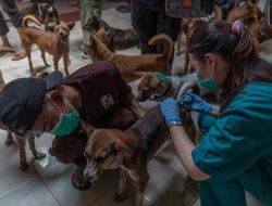 Pemprov Jateng Khawatirkan Wabah Rabies karena Masuknya Ratusan Anjing secara Ilegal