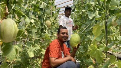 Wisata Petik Melon Kudus, Kesegaran Buah Langsung dari Kebun