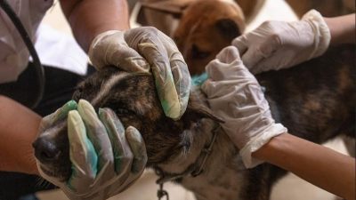 Seekor Anjing Diduga Mati karena Rabies
